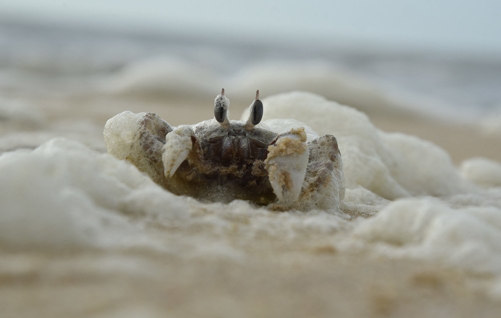 Замаскировался