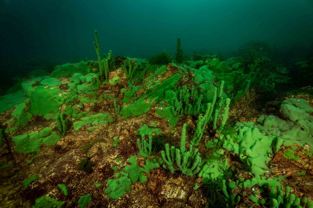 Photograph by Denis Timchenko