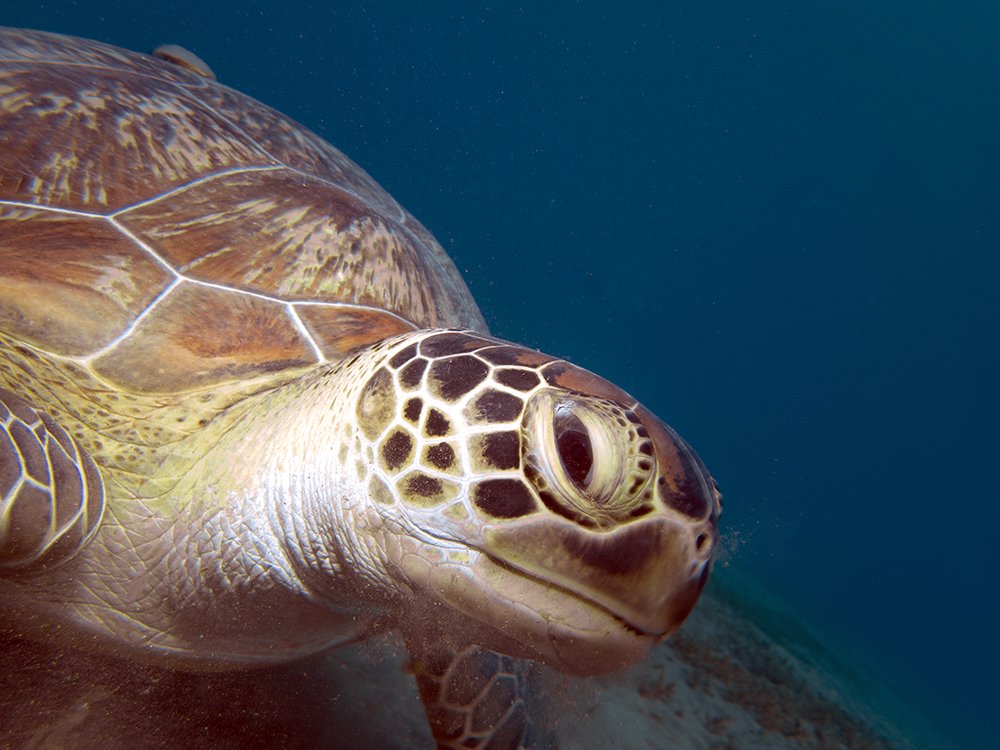 Зеленая черепаха