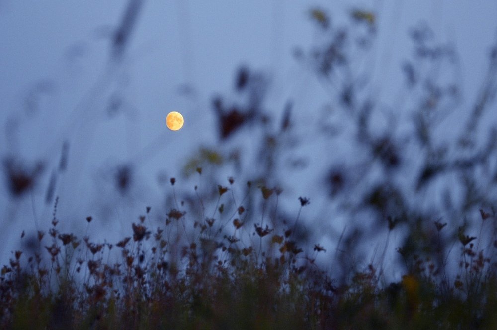 Шорох осенней травы