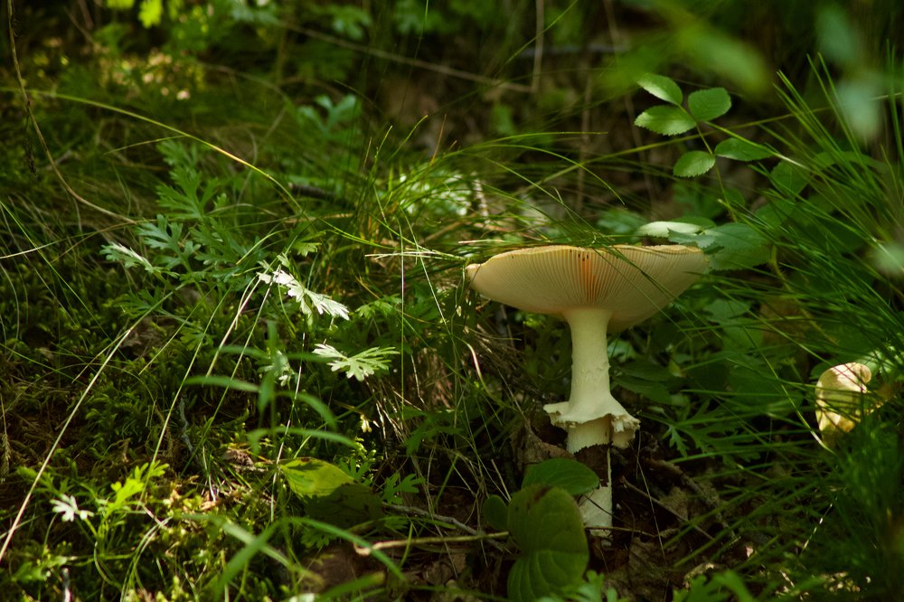 Photograph by Анастасия Полищук