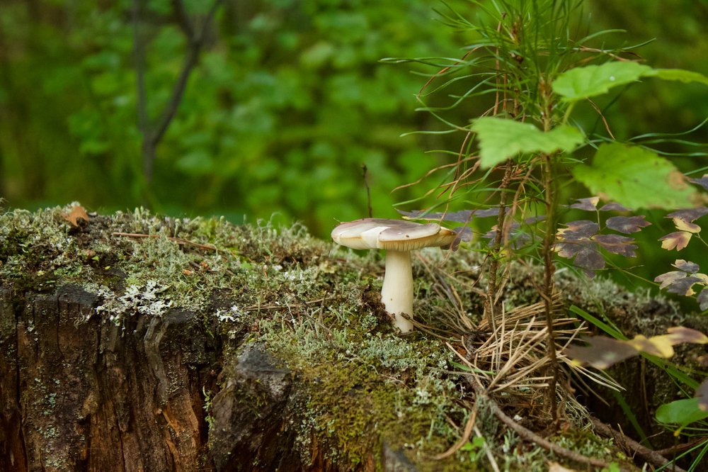 Photograph by Анастасия Полищук