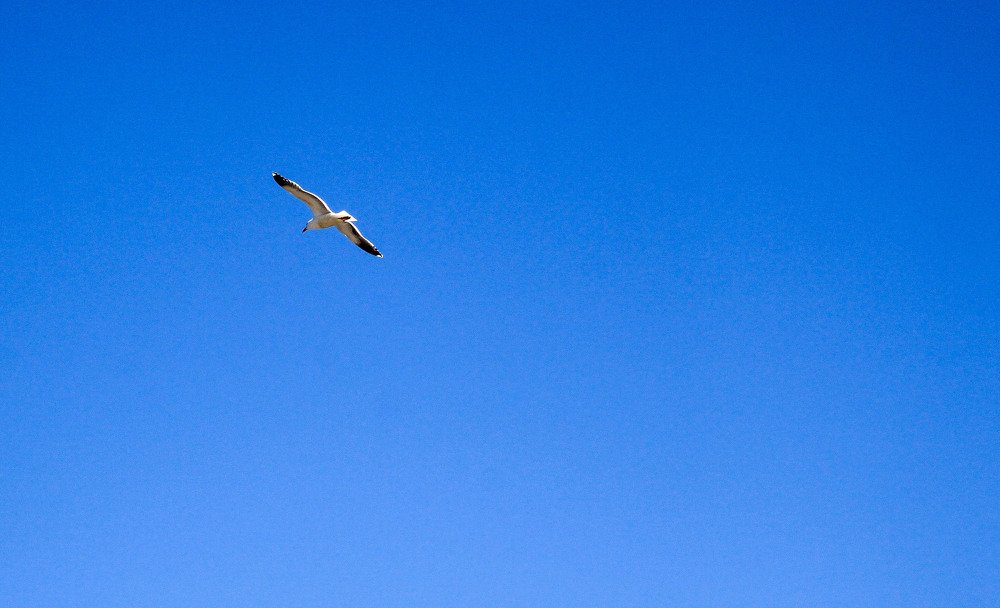 Photograph by Владимир Гречанинов