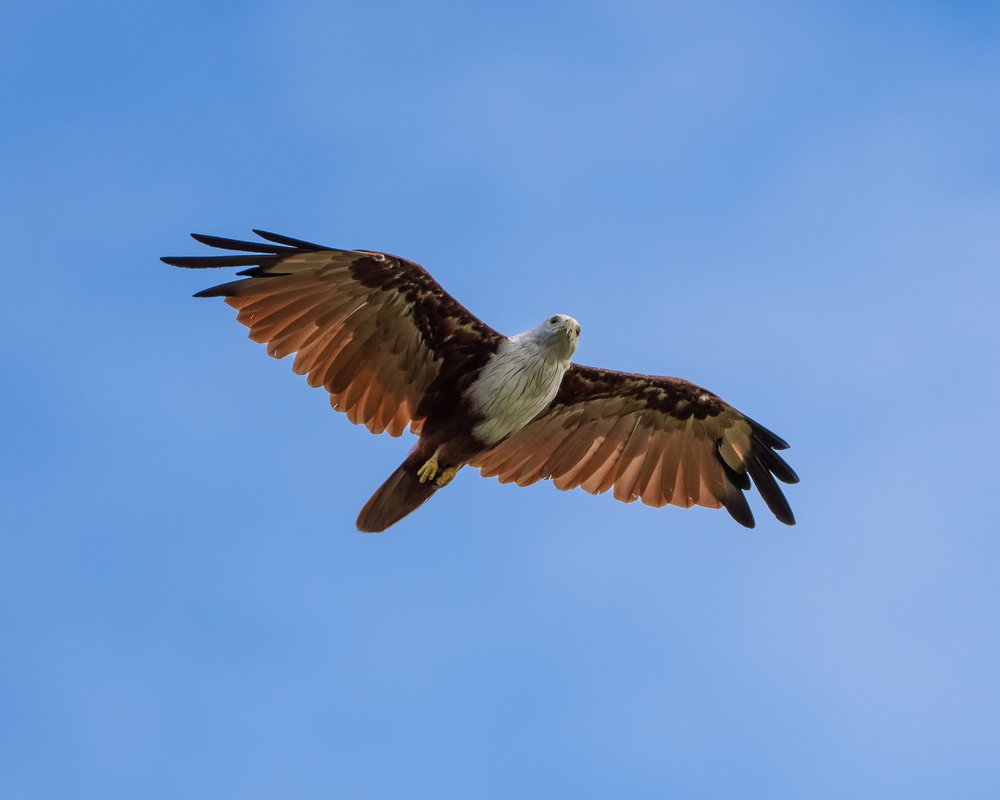 Photograph by Photons Reflectitur