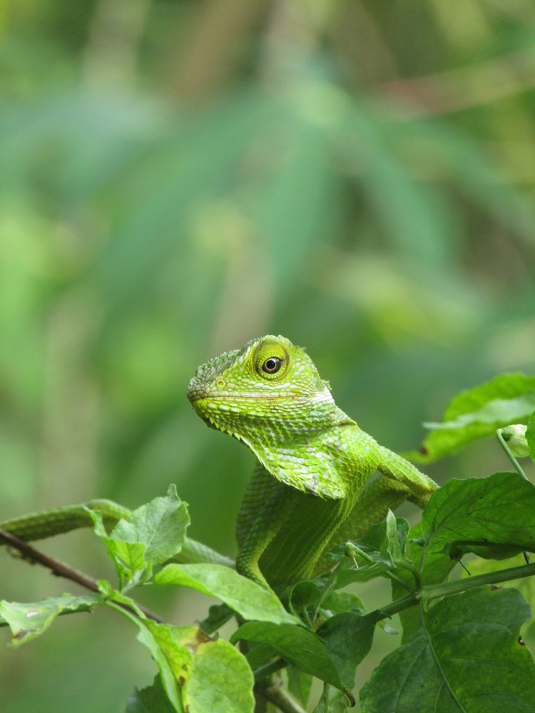 Cameleon Look My Camera