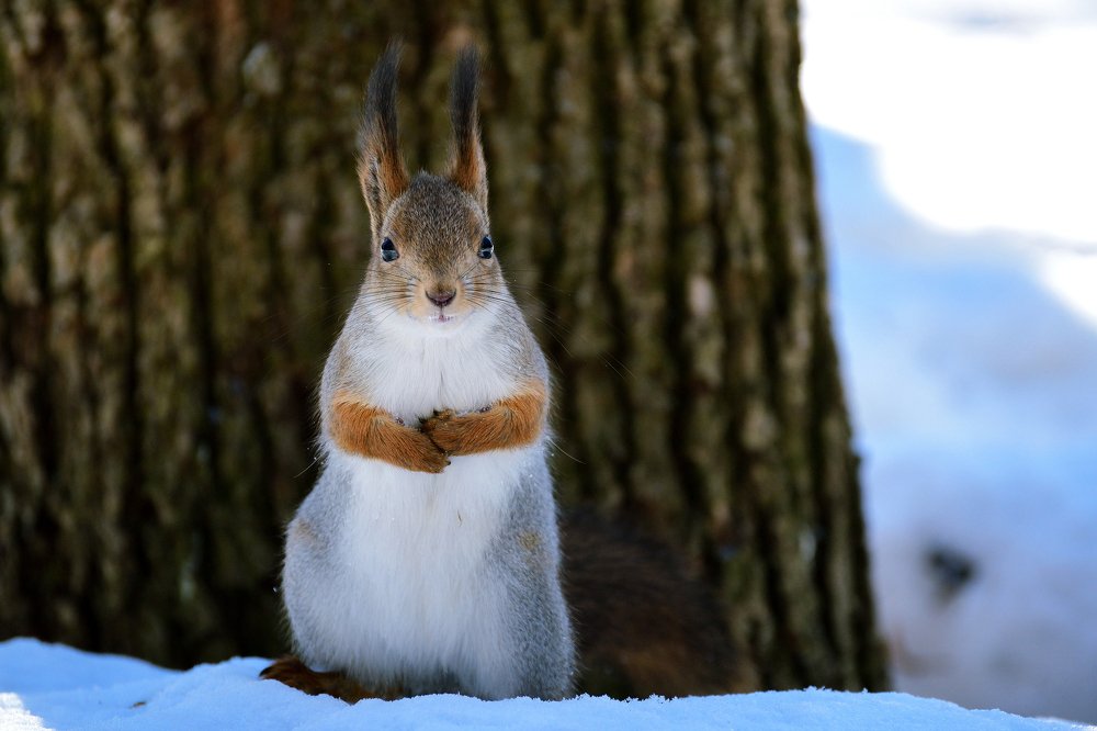 В зимней шубке