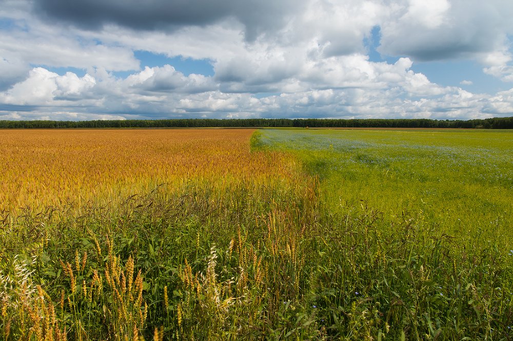 Давайте сначала от поля и речки ...