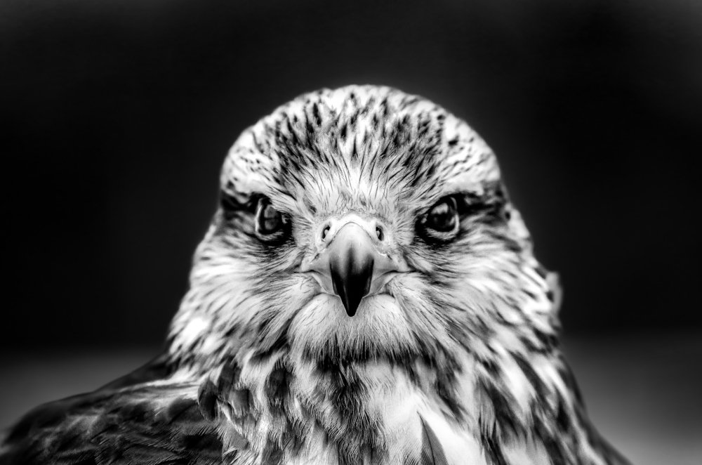 Photograph by Артём Пряхин