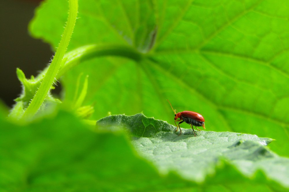 Photograph by Aep Saepudin