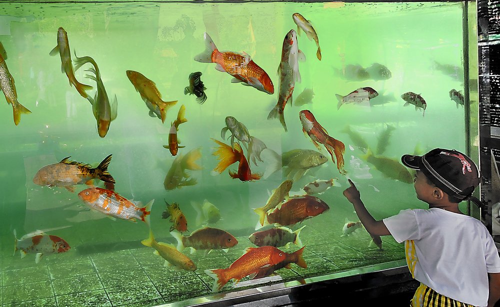 Фотография автора MINH GIẢNG PHẠM