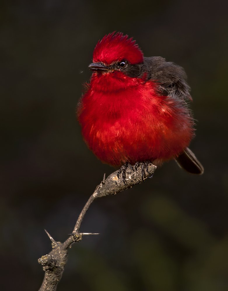 Photograph by Mario Fiorucci