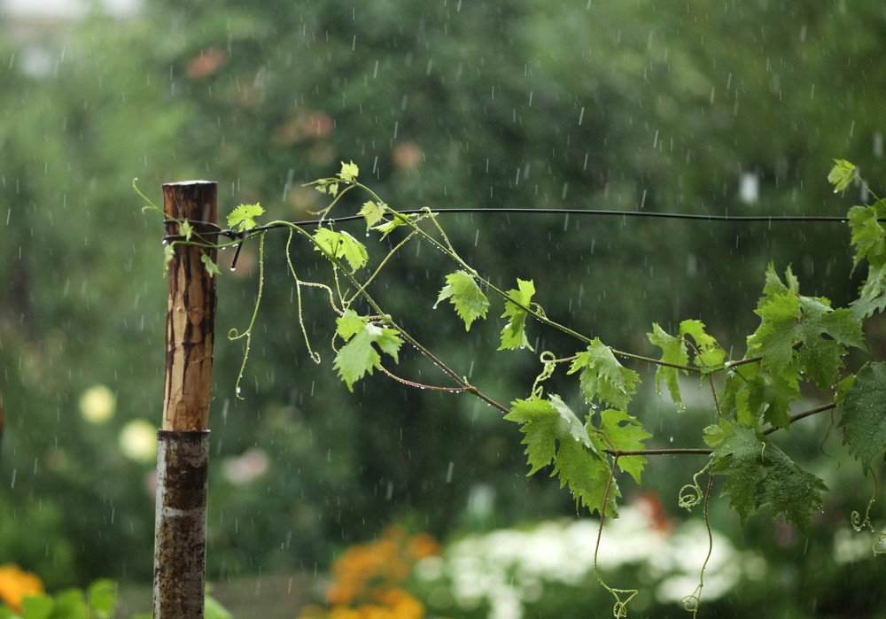 Photograph by Светлана Кавказская
