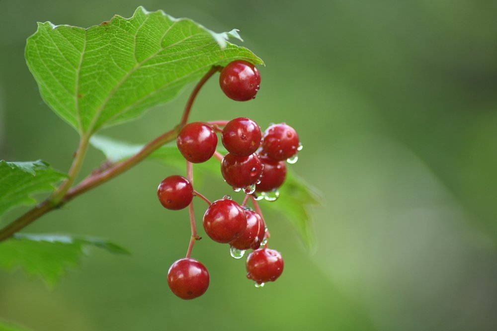 Летний дождь