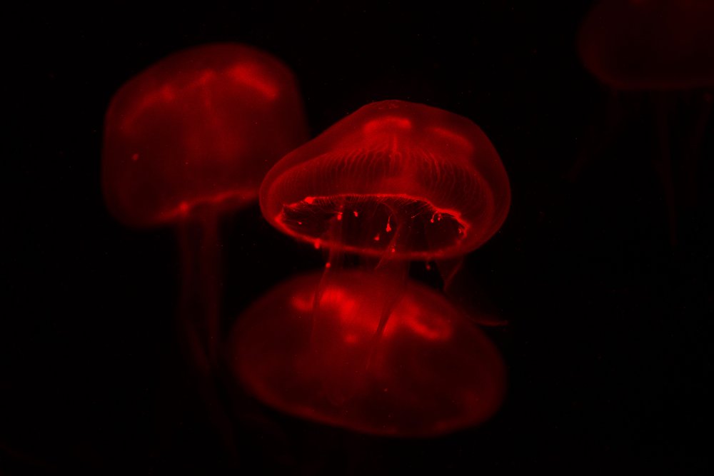 Red Jellyfish