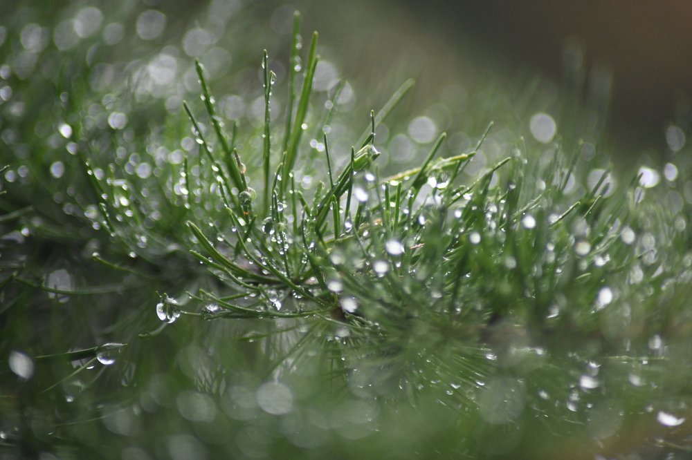 Fairytale from the rain