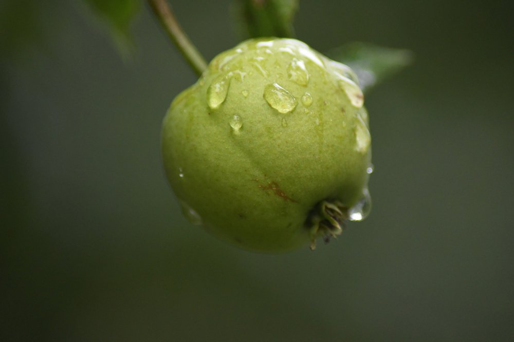 Apple rain