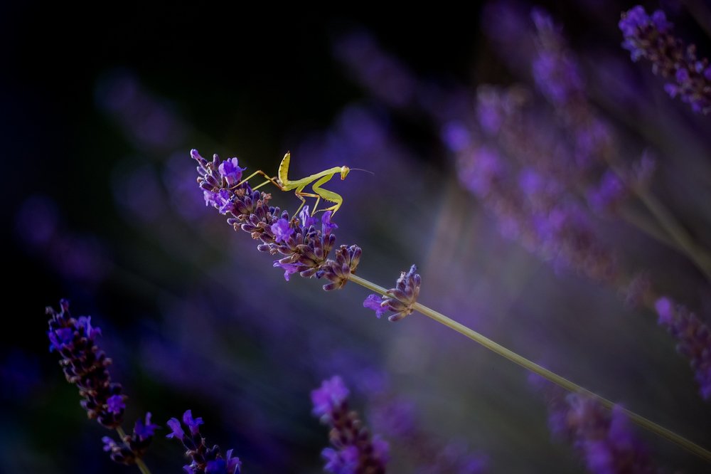 Photograph by Татьяна Антонюк