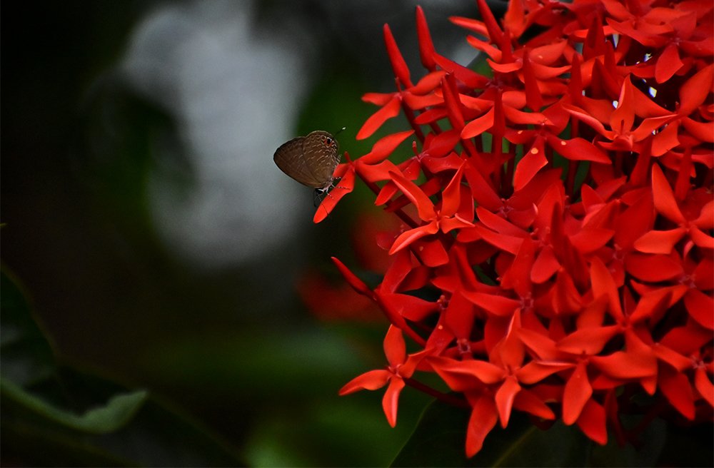 Looking for Red Wine