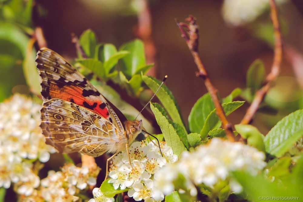 the butterfly