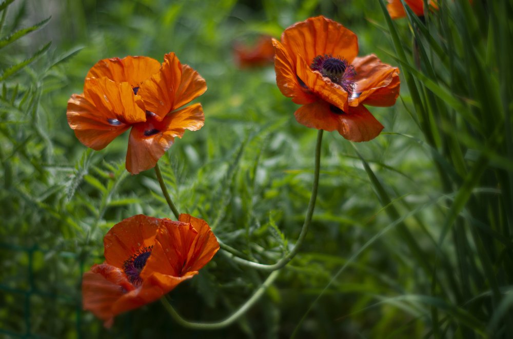 Фотография автора Марина Савчиц