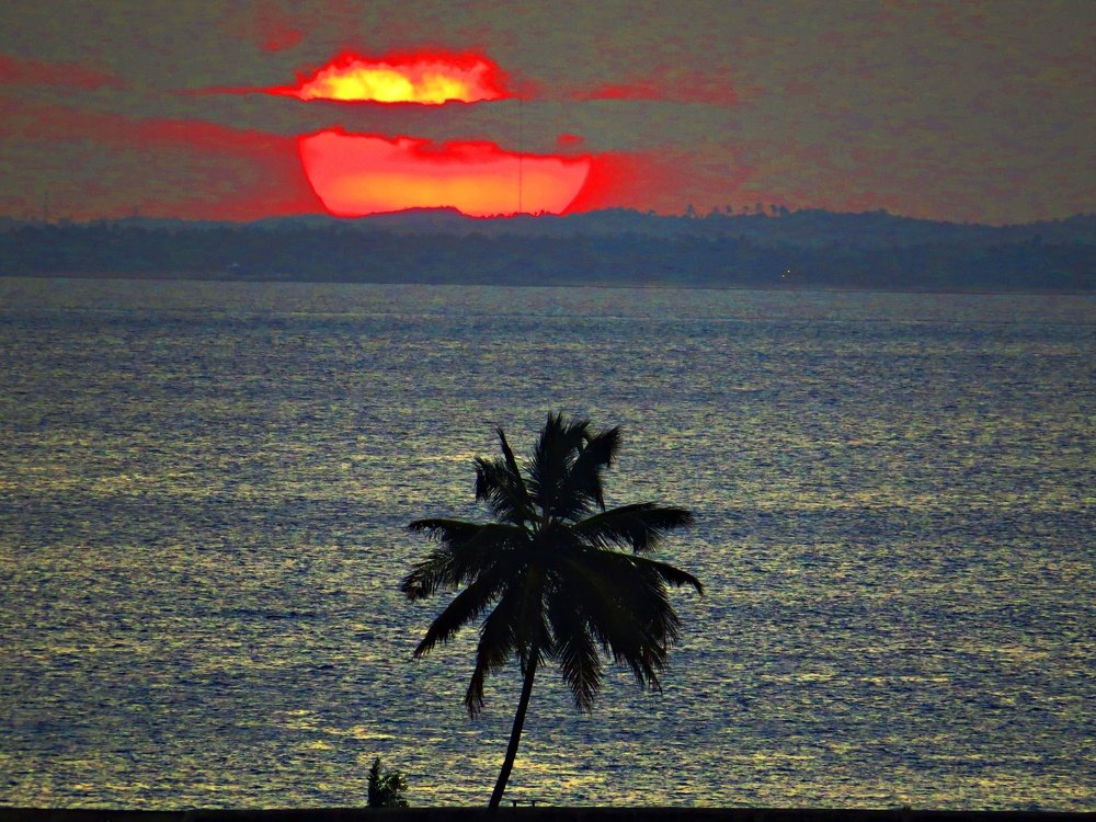 PALMEIRA E SOL SE PONDO