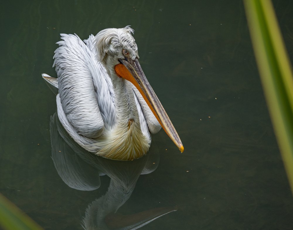 Photograph by Курлянцев Алексей