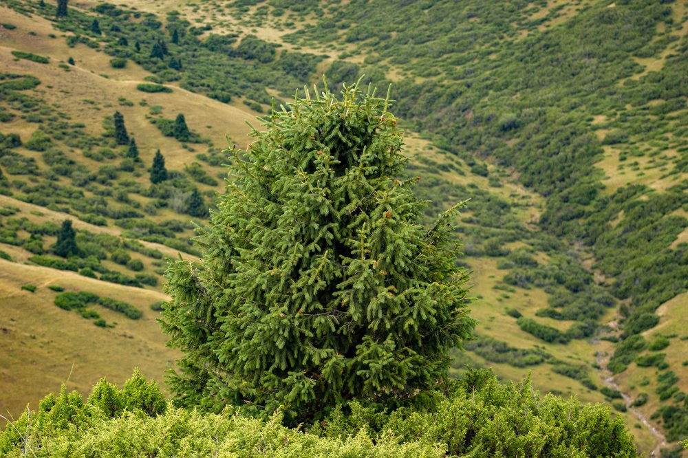 Photograph by Максим Грищенко