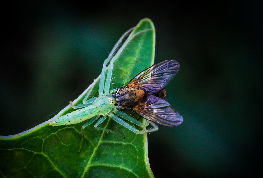 Predator with the Prey.