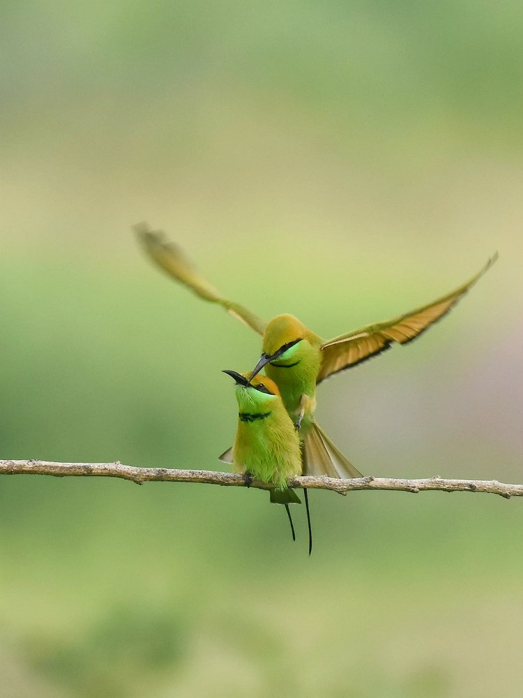 Intimacy of Green bee-eaters