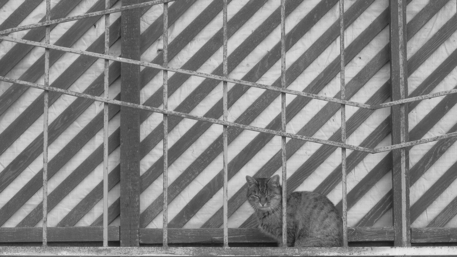 Photo #3661209