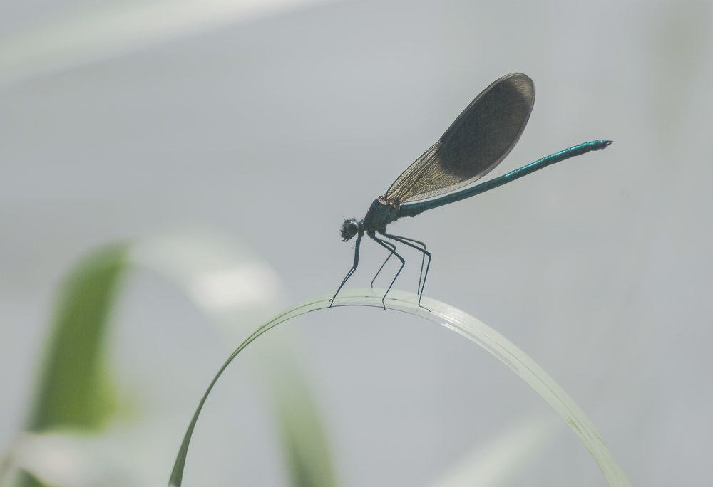 Коромыслик