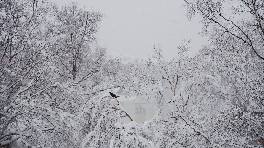 Фотография автора Olena Vorotyntseva
