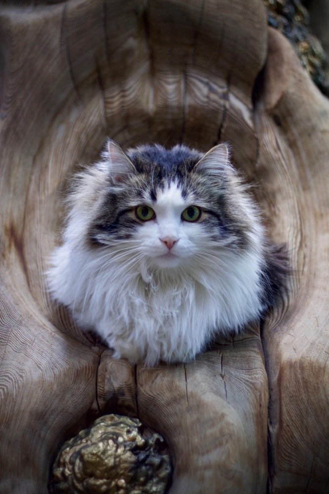 Photograph by Анастасия Полищук