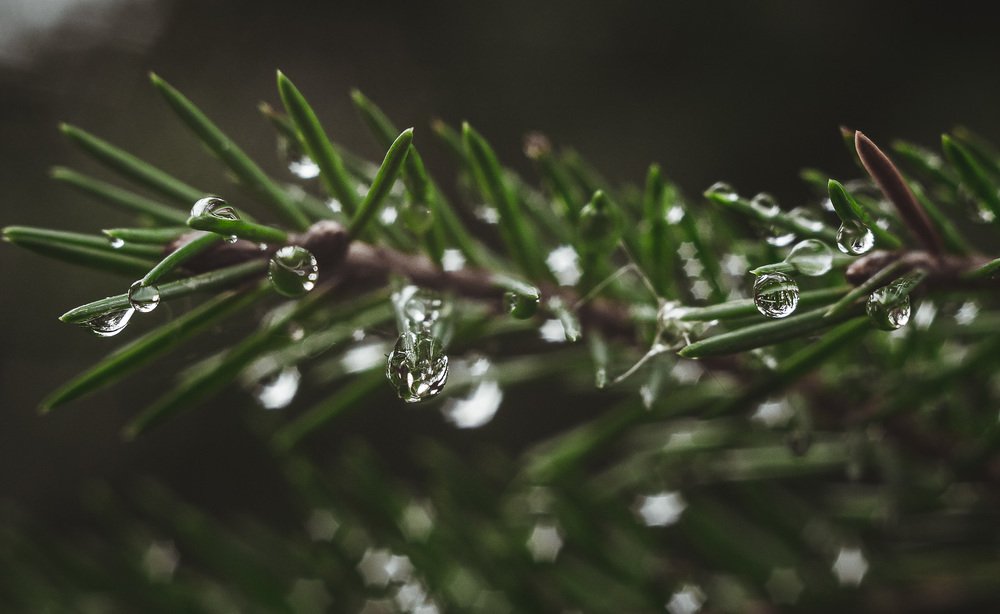 sprig of spruce after rain