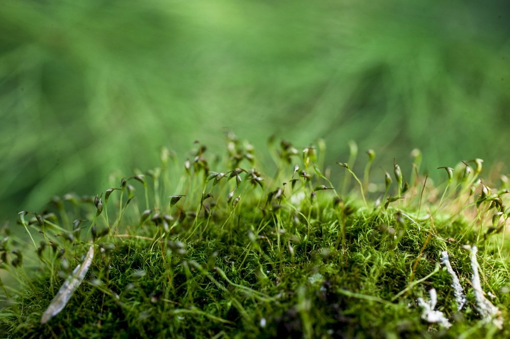 Photograph by Михаил Дронов