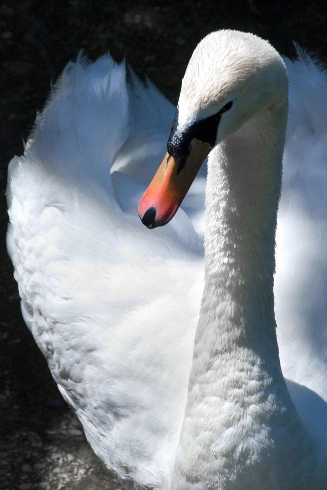 Photograph by Сергей Ростроса