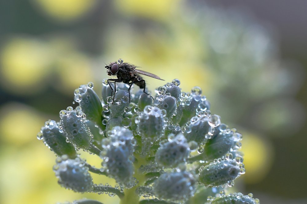 Photograph by Елена Ефимова
