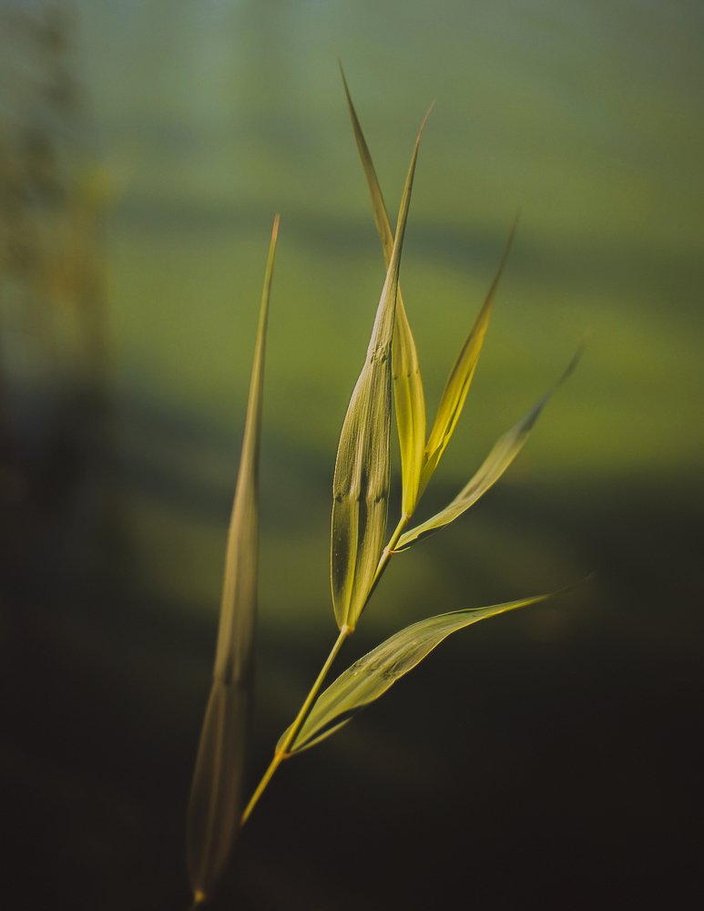 Photograph by Карина