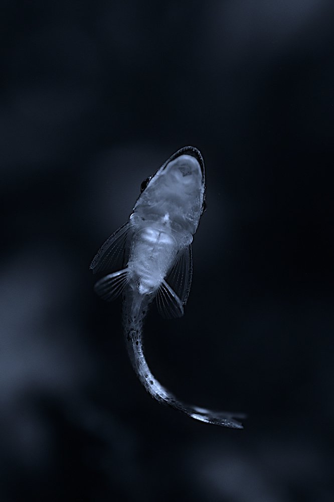 Photograph by Kornelija