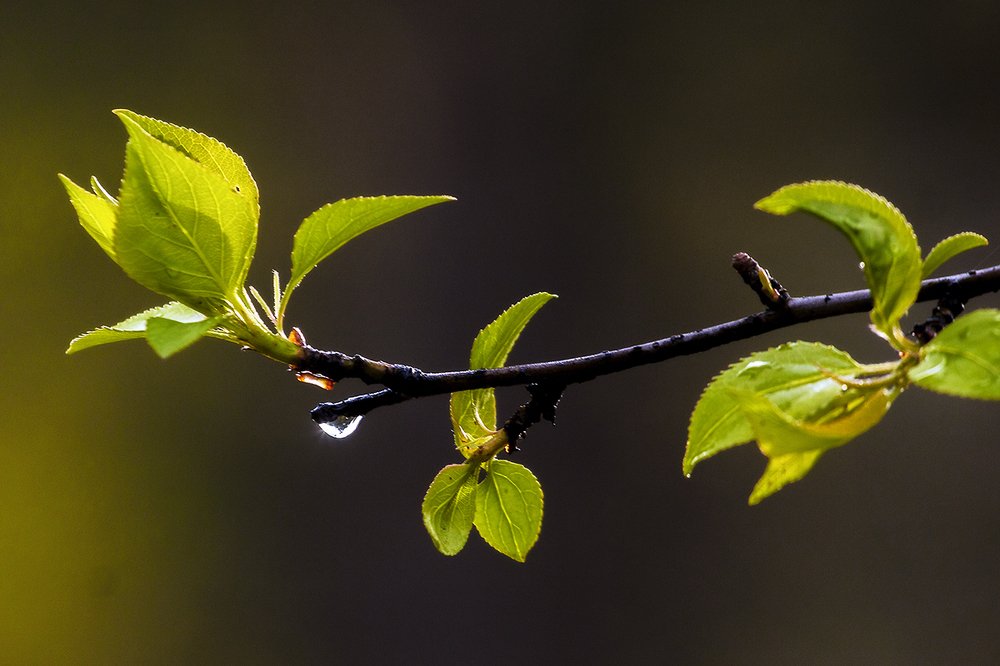 Photograph by Сергей Черных