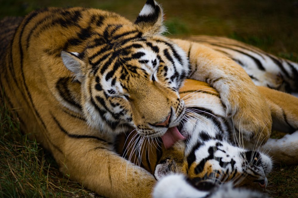 Photograph by Владимир Гавриленко