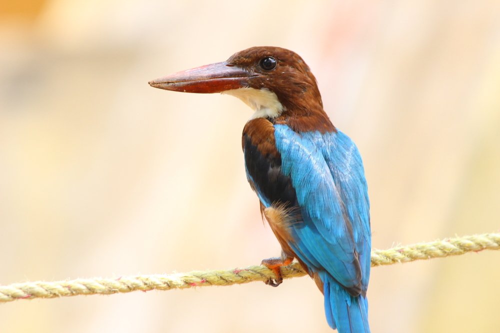 Kingfisher landing in home