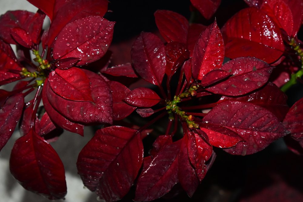 Photograph by AJAY KUMAR