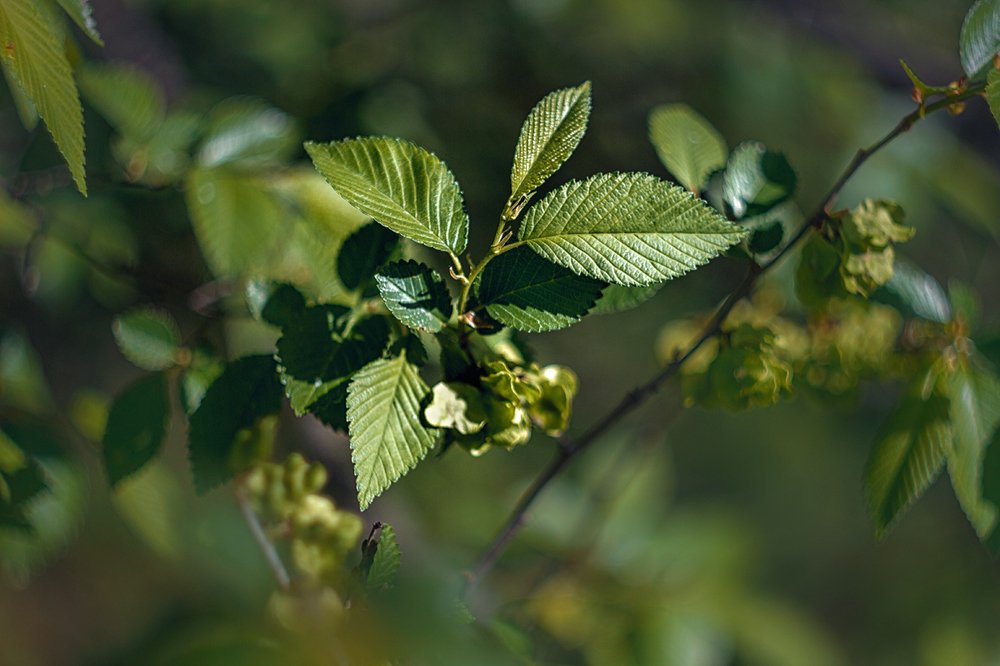 Изумрудное виденье…