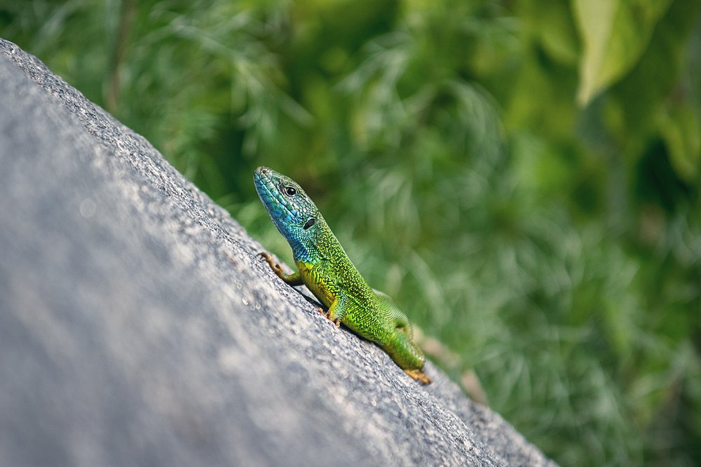 Зеленое ожидание весны.