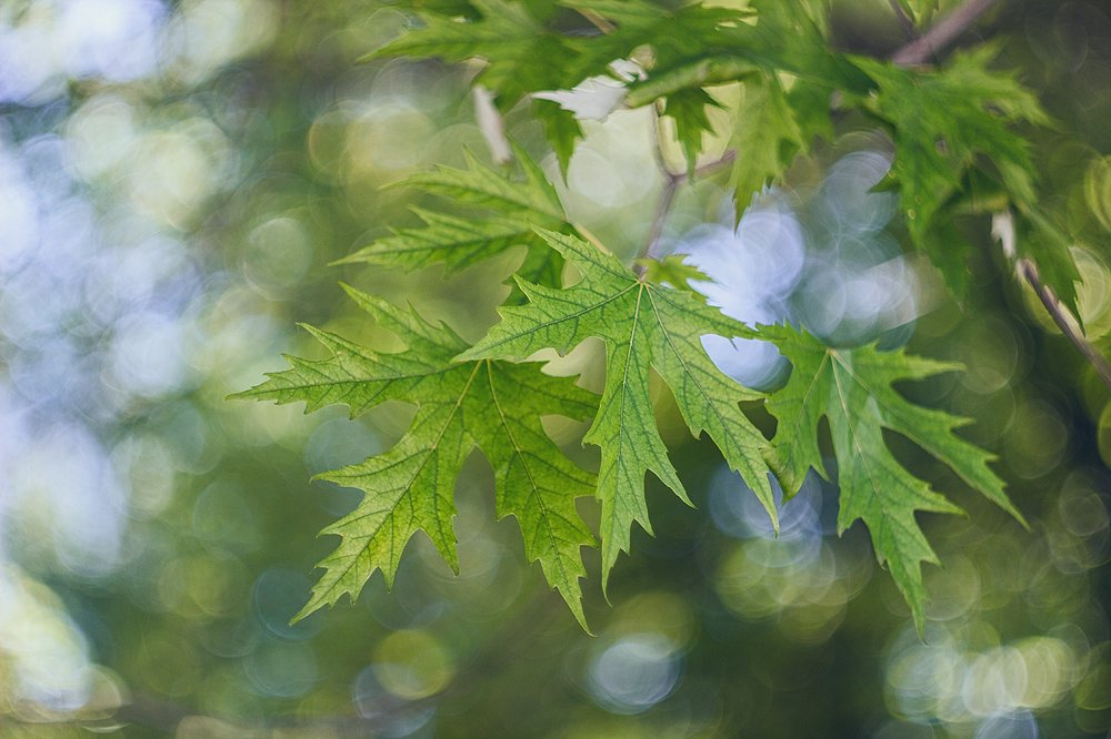 Яркое, веселое, зеленое, До свиданья, лето, до свидания!