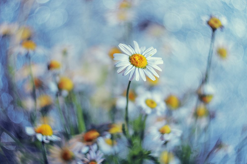 Мечты о прохладе…