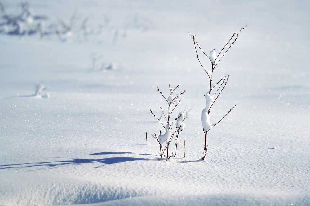 Балет на снегу.