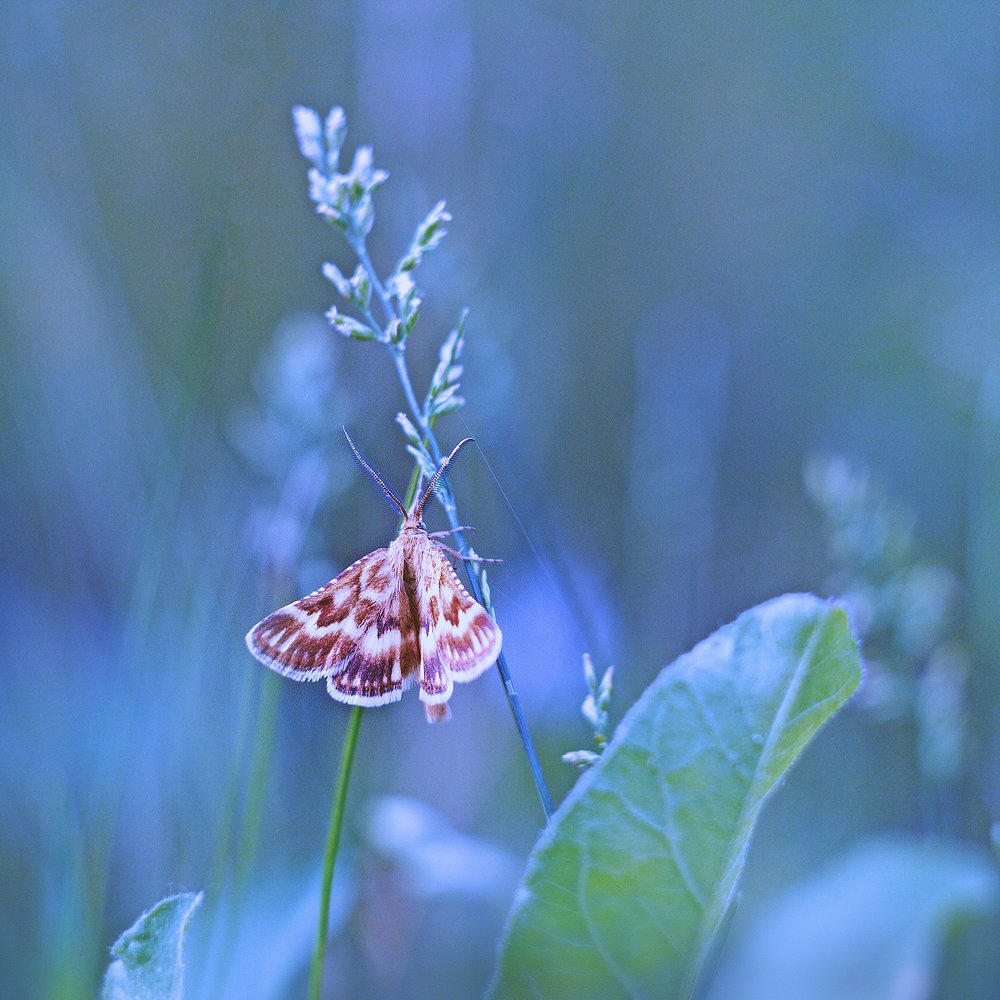 Дышит прохладой летнее утро...