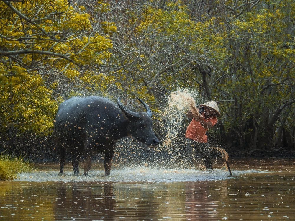 Yellow sunshine on Vy Da River